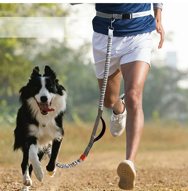 COLLAR, HARNESSES & LEASHES